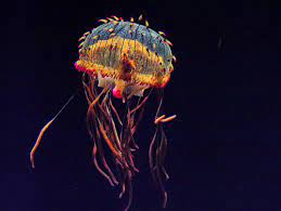 Nix Draws Stuff Secret Lives Of Flower Hat Jellyfish Revealed For