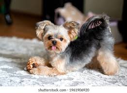 Image result for yorkshire haircut