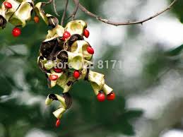 Stage 3 Fruit Tree Free Sandalwood Aquatic Plants