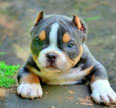freddy sandoval adli kullanicinin pitbulls dogs panosundaki pin sevimli hayvan yavrulari pitbull yavru kopek