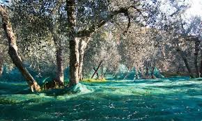 We did not find results for: Raccolta Olive Come E Quando Farla