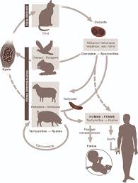 Bacterio Viro Parasito Toxoplasmose Umvf