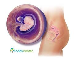 7 Weeks Pregnant Babycenter Fetal Development Baby Development Baby Development By Week