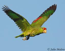 Ironically, on its limited native range in northeastern mexico, the species has declined. Red Crowned Parrot Amazona Viridigenalis Species Information And Photos
