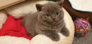 This advert is located in and around rhyl british shorthair kitten for sale. British Shorthair Kittens For Sale Home Facebook