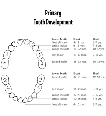 primary tooth chart bountiful dental