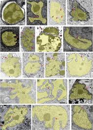 The function of the nuclear membrane in an animal cell is to hold the dna inside the nucleus in order to protect it from surrounding substances. Non Apoptotic Cell Death In Animal Development Cell Death Differentiation