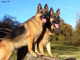 German shepherd puppies for sale in michigan under 200. German Shepherd They Really Compliment Each Other Like My Two German Shepherd Funny German Shepherd German Shepherd Pictures