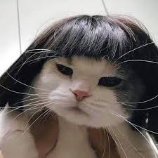 Try this one created by our friend alexandre tremblay at aikiou, maker of the stimulo feeding explore our cat food. Tag Your Friends Flow Petso25 If You Are A Real Cat Lover Credit Unknown Catsgram Catofinstagram C Cute Animal Memes Funny Animals Cute Baby Cats