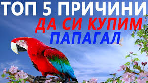 Как да закопчаем крила на папагал | Животни 2022