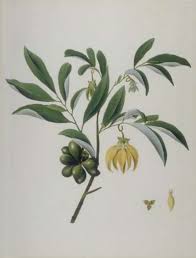 Image result for Commicarpus pedunculosus