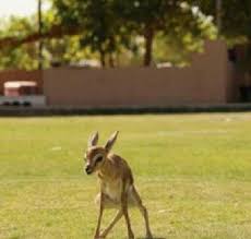 مزرعة و محمية المها منصة رحلتي