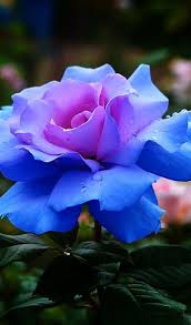 Download the perfect flowers pictures. Pin On P E T A L S