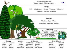 layers of the rainforest this diagram shows the varying