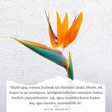 Eger Bir Agac Kendisine Konup Sonra Da Ucup Giden Bir Kus Yuzunden Aci Cekiyorsa Doganin Ayarlariyla Oynanmis Demektir Ask Sansa Bagli Bloom Plants Instagram