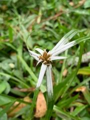 Image result for Rhynchospora brownii