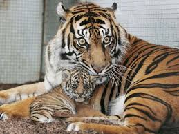 Tigers Are The Largest Member Of The Cat Family Big Cat Pictures Big Cats Big Cat Diary Tiger Pictures