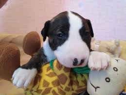 When a dog hears her name, it's a signal that whatever is coming next is meant for her. 390 Female Dog Names That Start With K The Paws