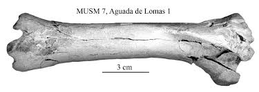 Encontrá lo que buscás en super rebajas 2021. Equus Amerhipus Insulatus From Peru Musm 7 Cranium And Limb Bones Photographs Vera Eisenmann