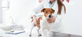 If that happens, dog insurance can give you added peace of mind and help with unexpected costs along the way. How Much Does It Cost To Spay Neuter Your Dog Petplace