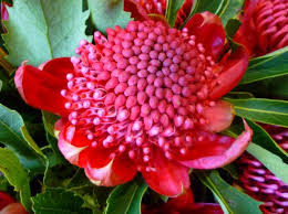 It the oldest state in australia and is sometimes called the premier state. Waratahs Are The Floral Emblem Of New South Wales They Re Blossoming Now Australia Flowers Australian Native Plants Australian Flora Australian Plants