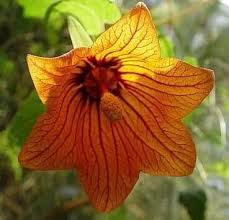 Image result for Canarina