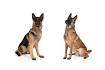 Belgian Malinois Puppies for Sale - PuppyFind