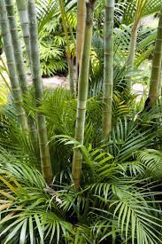 This bamboo is very erect with full tops of foliage. Warm Weather Bamboo Bamboo Varieties For Zone 9 Gardens