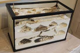 La fourmilière a pour but de protéger la ou les reines et le couvain. Une Fourmiliere Evoluee Pour Messor Barbarus Blognature Fr
