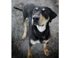 Image result for sedmihradský honič