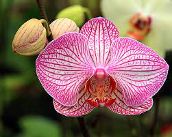 Orchid Faces Orchid Flower Beautiful Orchids Orchids