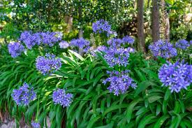 Image result for Agapanthus campanulatus
