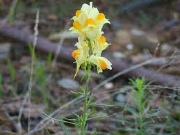 We did not find results for: Linaria Vulgaris Plantaginaceae