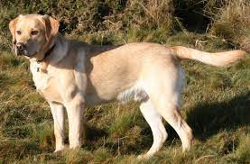 That is common in older dogs. Labrador Retriever Wikipedia