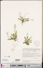 Image result for Liparis mulindana