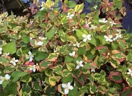 Check spelling or type a new query. Your Guide To Flowering Ground Covers