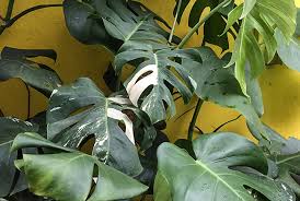 Wow Daun Monstera Variegata Dibandrol Rp500 Ribu Perhelai Gaya Hidup