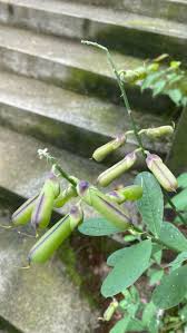Image result for Crotalaria retusa