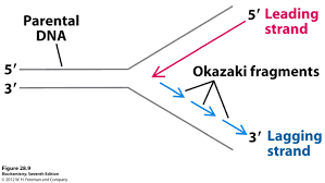 Dna Replication Okazaki Fragments Simplified Mr Lee S Biology 12 Site