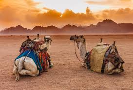 Camels store most of their fat in the hump. 134 452 Best Camels Images Stock Photos Vectors Adobe Stock