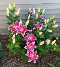 White and pink stargazer oriental lily flowers, lilies in a flower bed stargazer oriental lilies complement green coneflowers. Lily Love Finegardening