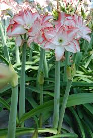 T S S No 1 Pink Pearl A Double Flowered And Fragrant Amaryllis Cultivar In Hortscience Volume 50 Issue 10 2015