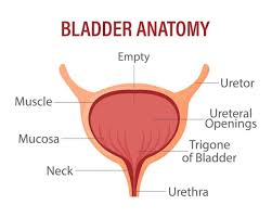 Image result for Bladder Anatomy