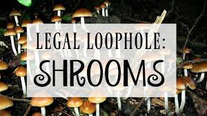 Pin On Zm Magic Psilocybin