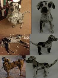 Custom Stuffed Animals Cuddle Clones Custom Stuffed Animal Spotty Dog Louisiana Catahoula Leopard Dog
