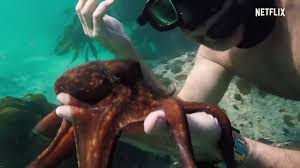 Edit or delete your review. My Octopus Teacher 2020 Imdb