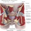 Mri and mr defecography can be used to evaluate anorectal disorders related to the pelvic floor. Https Encrypted Tbn0 Gstatic Com Images Q Tbn And9gcrj Jfnwmeumu9xy9hnjknfwuvo6ztqn4vdal5 Uff Jhtur6z Usqp Cau
