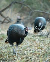 We did not find results for: The Fascinating Fall Behavior Of Wild Turkeys Cool Green Science