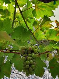 Taman anggur perlis is a grape farm in sungai batu pahat, perlis. Taman Anggur Perlis Atau Perlis Vineyard