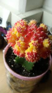 You may have heard that you can get water from a cactus if you are ever lost and dehydrated in a desert.* sounds like a nice survival tip to store away, but is it really that easy? Ask A Question Forum Grafted Cactus Garden Org